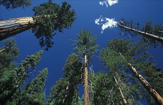树,小树林,优胜美地国家公园,加利福尼亚,美国