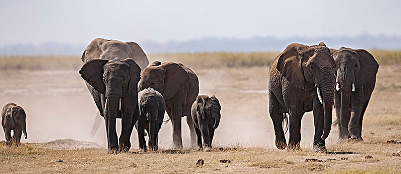非洲大象020