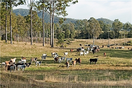 澳大利亚,桉树,牛,乡野,风景