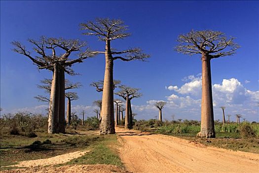 道路,猴面包树,穆龙达瓦,马达加斯加,非洲