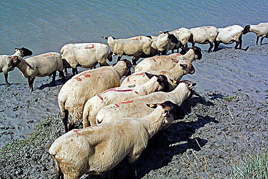 绵羊,岸边,河,诺曼底,法国