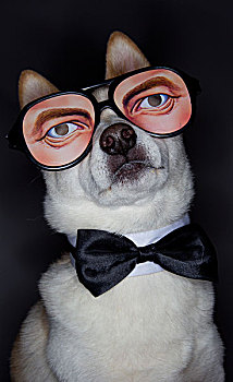 狗,戴着,可笑,眼镜