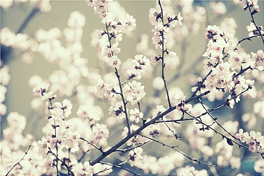 春天,花,复古,照片