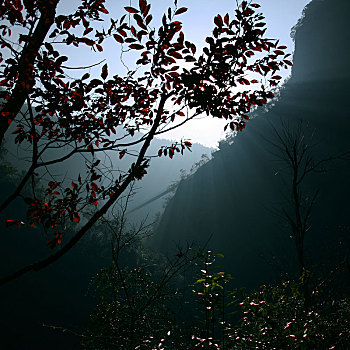 阳光,树叶,天空