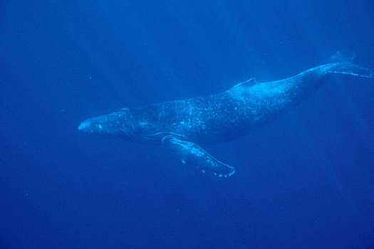 驼背鲸,光线,水中,毛伊岛,夏威夷