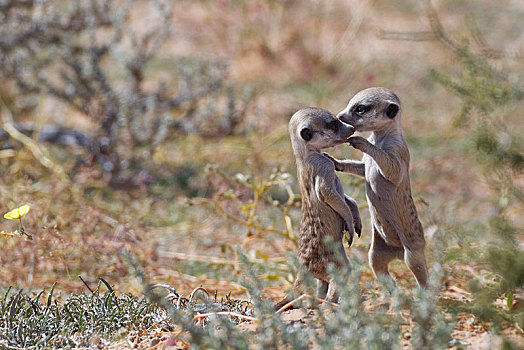 猫鼬,细尾獴属,两个,幼兽,雄性,玩,面对面,卡拉哈迪大羚羊国家公园,北开普,南非,非洲