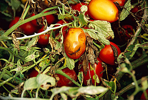 农业,作物病害,番茄植物