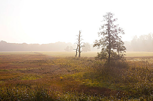 晨雾,上方,草地,自然保护区,黑森州,德国,欧洲