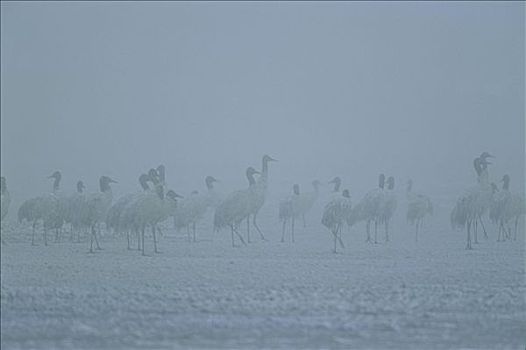 黑颈鹤,成群,站立,积雪,地面,薄雾,云南