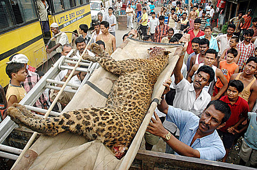 阿萨姆邦,树林,死,普通,豹,柱子,脚,山,星期二,八月,2007年,大型猫科动物,杀死,村民,受伤,两个人