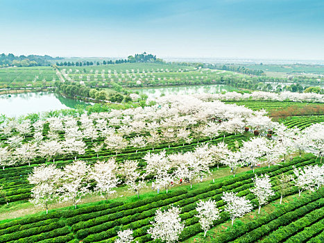 俯瞰南昌县凤凰沟景区的茶园