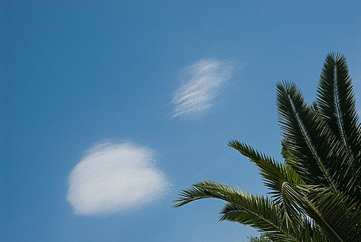棕榈叶,蓝天