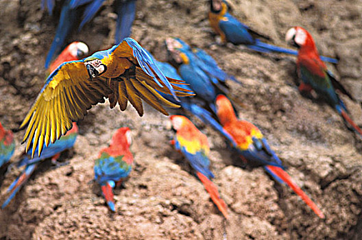 金刚鹦鹉,靠近,玛努国家公园,秘鲁