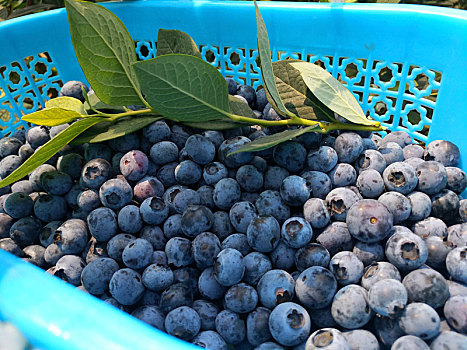 蓝莓,采摘蓝莓