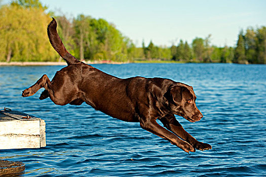 巧克力拉布拉多犬,狗,跳跃,湖,码头