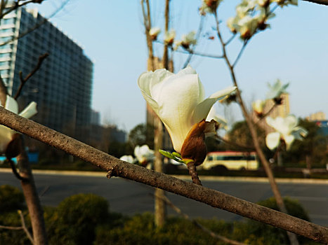 花草