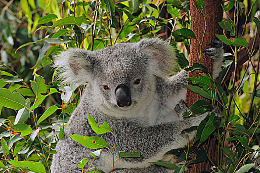 树袋熊,昆士兰,澳大利亚
