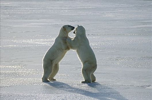 北极熊,一对,争斗,丘吉尔市,曼尼托巴,加拿大