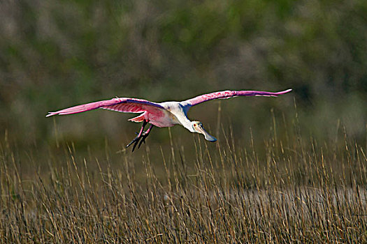 粉红琵鹭,盐沼,德克萨斯,美国