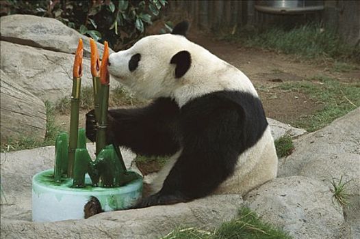 大熊猫,幼仔,熊猫,庆贺,生日,蛋糕,亚洲