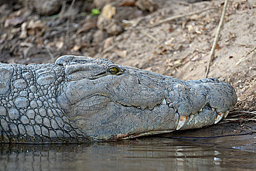尼罗鳄,躺着,岸边,赞比西河,赞比西河下游国家公园,赞比亚,非洲