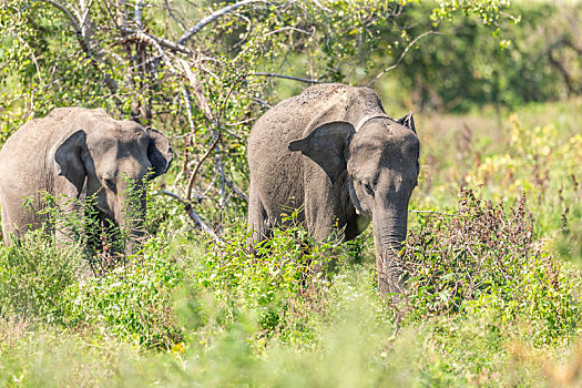 亚洲象在斯里兰卡国家公园,矮树丛林中吃草