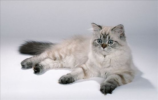 波斯猫图片_波斯猫图片大全_波斯猫图片素材