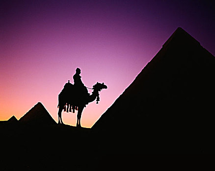 吉萨金字塔,骆驼,驾驶员,日落,开罗,埃及