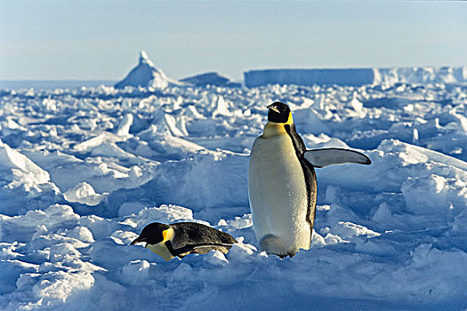 帝企鹅,一对,冰,威德尔海,南极