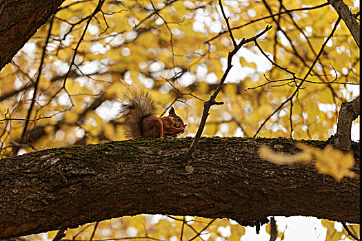 松鼠,树上,枝条,秋天,吃