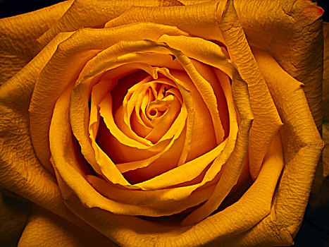 玫瑰,花,黄色,橙色,特写