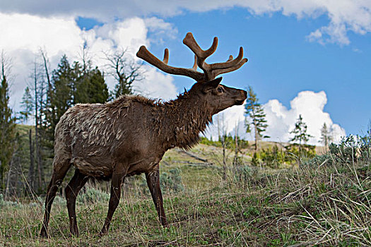 北美马鹿,麋鹿,鹿属,鹿,黄石国家公园,怀俄明,爱达荷,蒙大拿,北美,美国