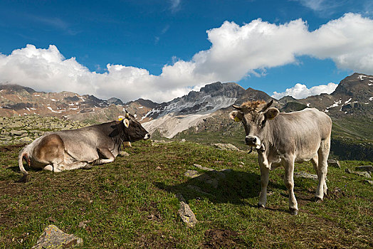 提洛尔,灰色,牛,高山牧场,阿尔卑斯山,奥地利,欧洲