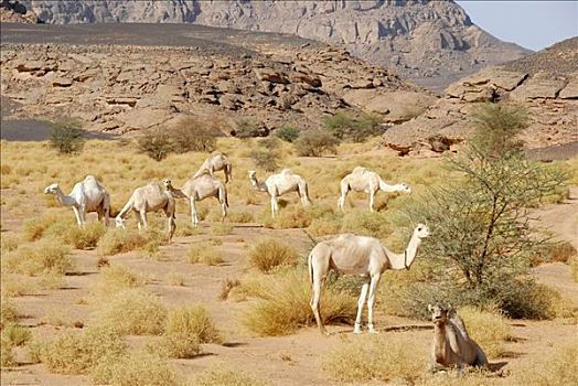 牧群,骆驼,灌木丛,树,利比亚
