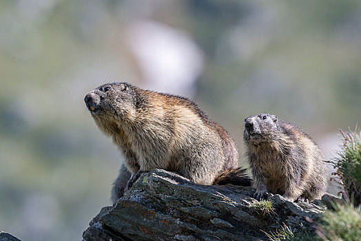 两个,土拨鼠,旱獭,岩石上,上陶恩山国家公园,卡林西亚,奥地利,欧洲
