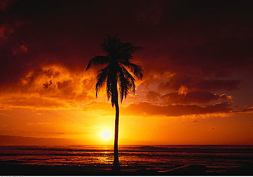 剪影,树,日落,瓦胡岛,夏威夷,美国