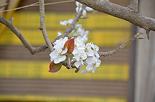 梨花绽放,梨花,花卉,花朵,花,春季,梨树