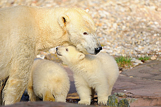极地,熊,母兽