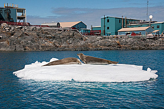 食蝦海豹,食蟹海豹,一对,浮冰,靠近,海岸,车站,南极半岛,南极