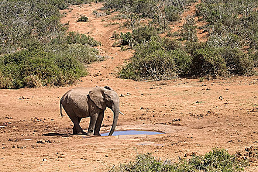非洲象,水坑,阿多大象国家公园,东开普省,南非,非洲