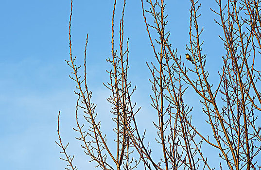 树枝,小鸟,蓝天,嫩芽,春天
