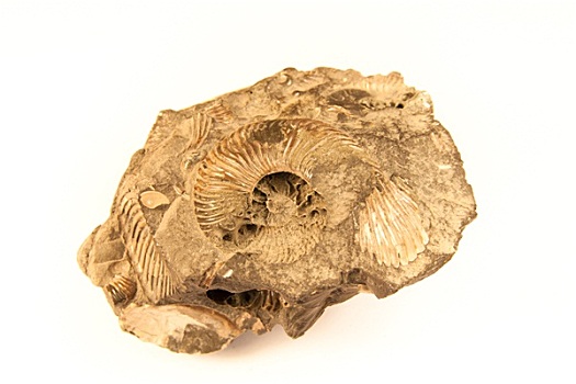 壳,化石