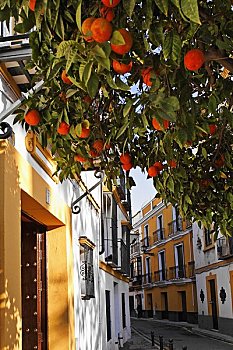 橘树,街道,塞维利亚,西班牙