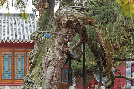 中国山东泰安岱庙里的古柏树