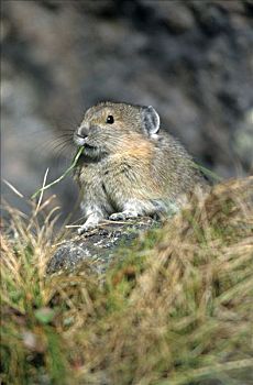 北美,鼠兔,石头,兔子,罗布森山,国家公园,不列颠哥伦比亚省,加拿大