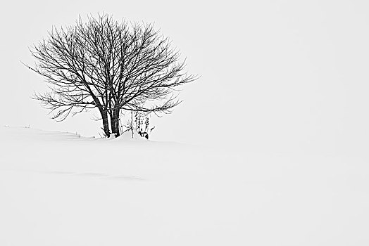 积雪,冬季风景,孤树,美瑛