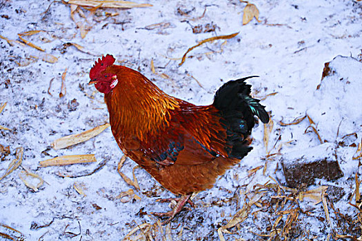 雪中的鸡,家禽,母鸡,公鸡,羽毛,动物