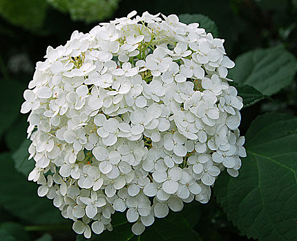 白色,八仙花属,绣球花,花