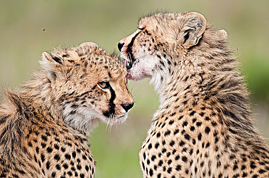 印度豹,猎豹,幼兽,舔,肯尼亚
