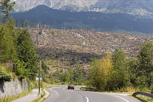 飓风,损坏,斯洛伐克,高塔特拉,一半,树,毁坏,十一月,2004年